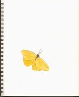 Cloudless Sulphur