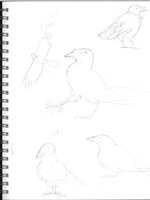 Corvids