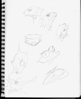 Lizard Head Studies