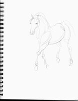 Great Horse Sketch