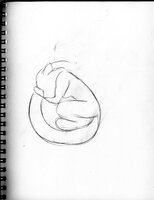 Karaka'An Female Curled In A Ball