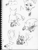 Dog Natasha