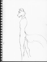 Ringtail Profile