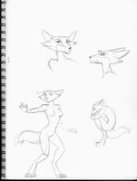 Fox Sketches