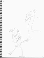 Ostrich Rider