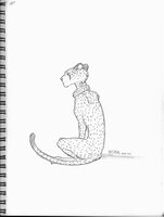 Kestral The White Cheetah