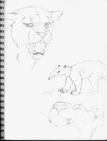 Two Lions And An Anteater